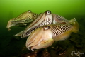   Cuttlefish Zeeland Netherlands. Netherlands  